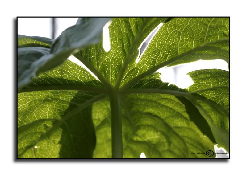 Podophyllum peltatum <p> April 11
