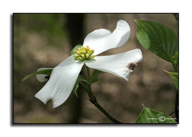 Cornus florida <p> April 12