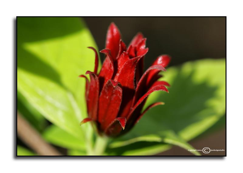 Calycanthus floridus <p> April 27