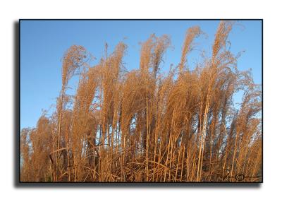 Miscanthus sinensis in Winter