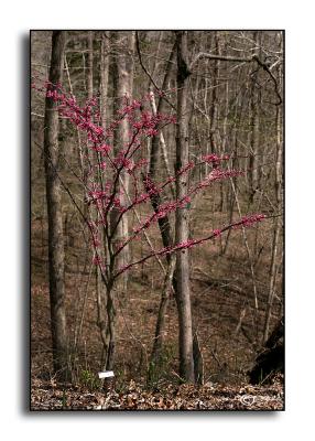 Cercis canadensis 'Appalachian Spring