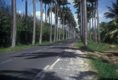 Road lined with Palm Trees