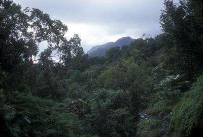 Basse-Terre Rainforest