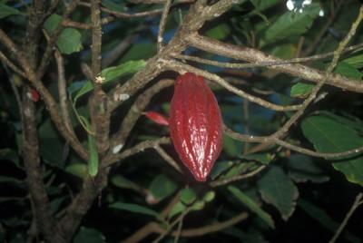 Growing Cocoa