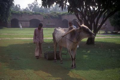 An Indian Lawn Mower