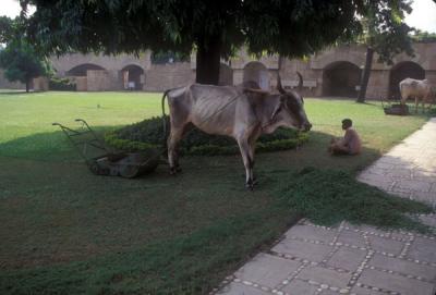 Lunch break for the lawn mower