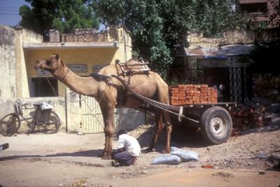 Camel Cart