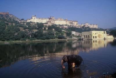 Washing elephants in the shadow of the Amber Fort