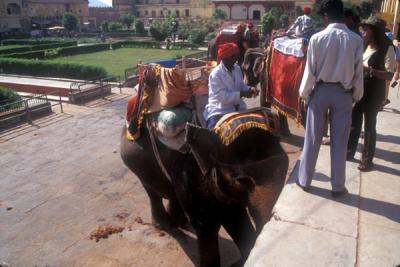 Elephants at the Amber Palace