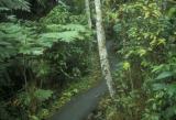 El Yunque Rain Forest