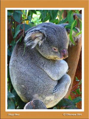 Sleepy Little Koala Bear