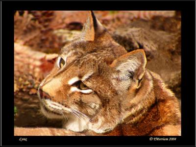 Lynx Closeup