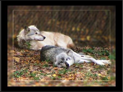 Resting Gray Wolves