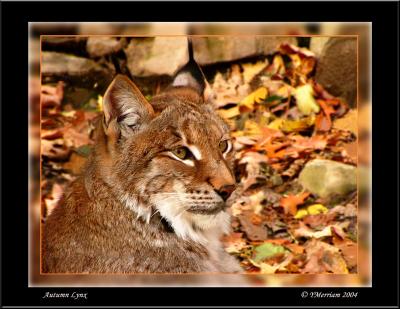 Autumn Lynx