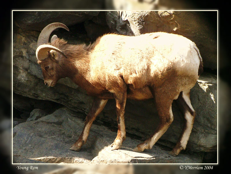 Bighorn on the Rocks