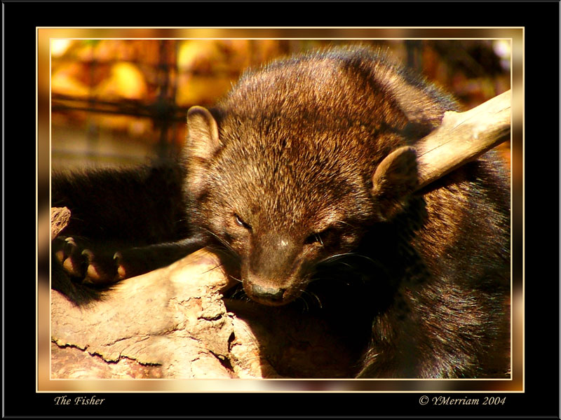 The Fisher