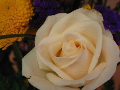 White Hybrid Tea Rose Bouquet