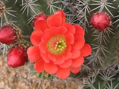 Claret Cup Cactus Flower