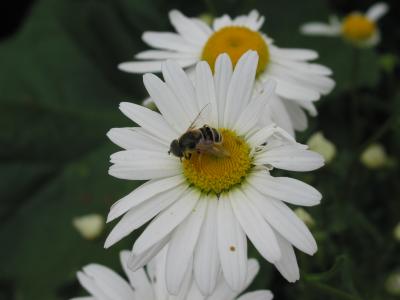 Busy Bee on Daisy