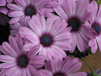 Purple Daisy Bouquet