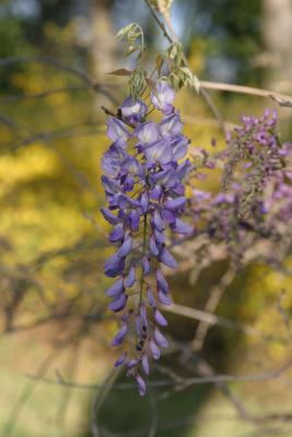 Wisteria