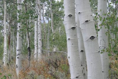 wyoming aspens