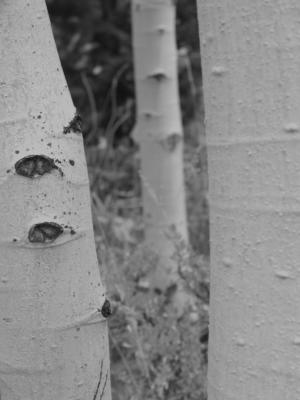 three aspens