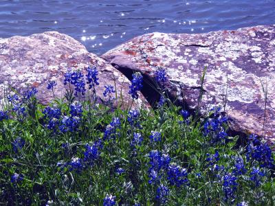 Bluebonnets by Pond