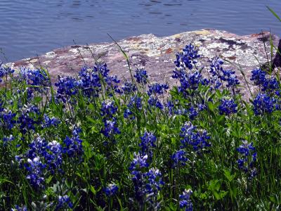 Bluebonnets by Pond 2