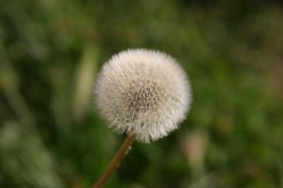 dandelion