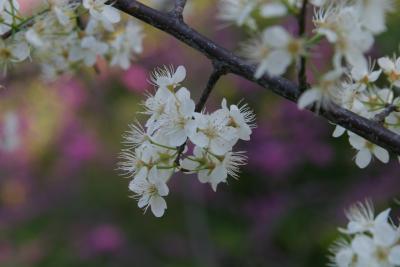 Bradford Pear Blossoms