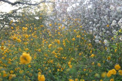 Sea of Yellow Wildflowers