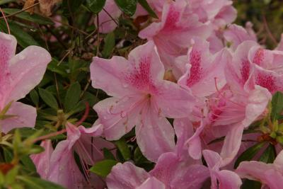 Azalea Spring Shower