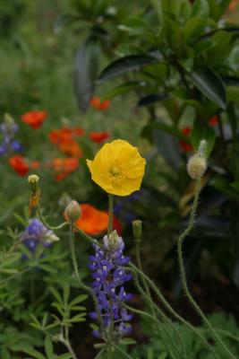 Poppies and Bluebonnets