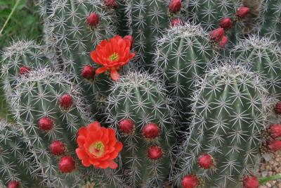 Claret Cup Cactus Flowers