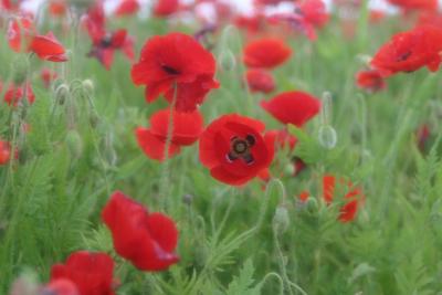Red Poppies