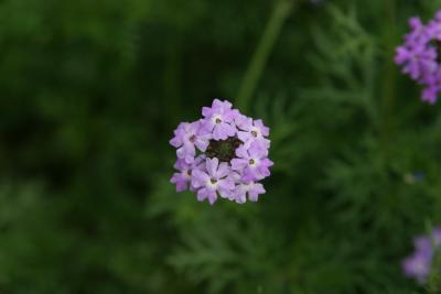 'Blue Princess' Verbena / Petite Bouquet