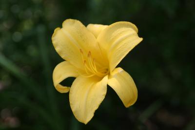 Yellow Daylily