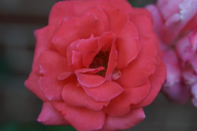 Floribunda Red Rose