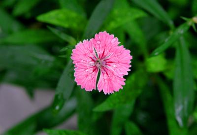 u15/654specops/medium/38755569.pinkflower.jpg