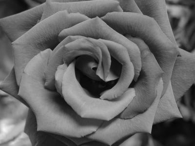 Hybrid Tea Rose B&W