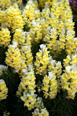 Yellow Snap Dragons