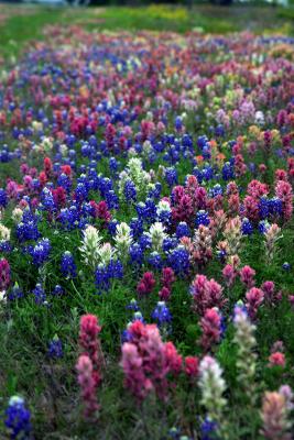 A Sea of Texas Color