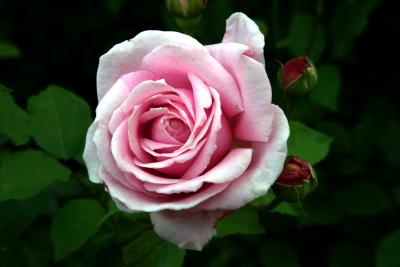 Pink Hybrid Tea Rose