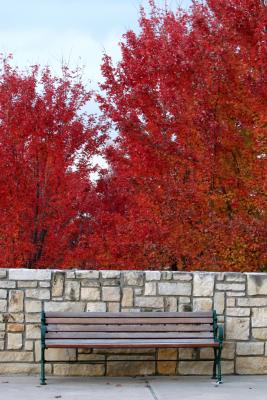 bench & trees