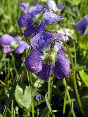 Violets
