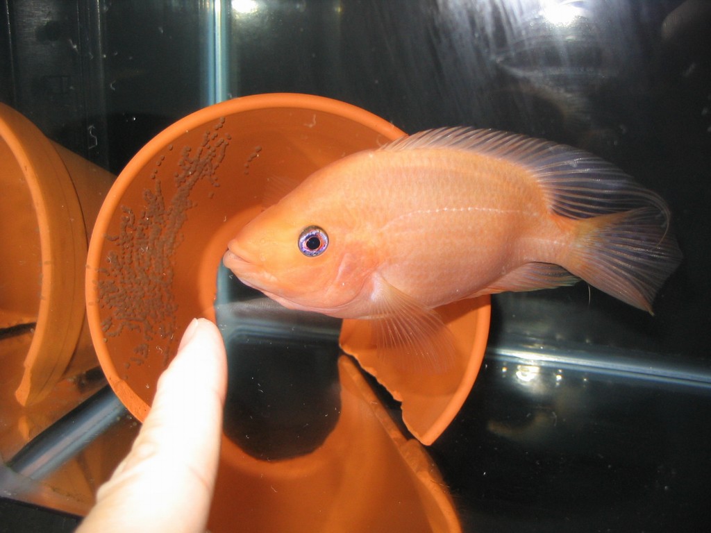 Red Devil w/ eggs [RIP]
