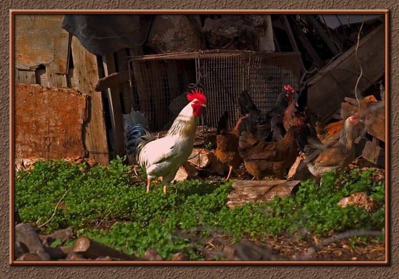 Chickens