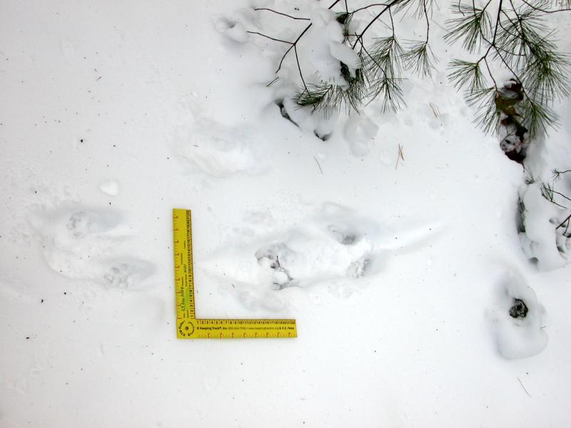 Fisher Body Print