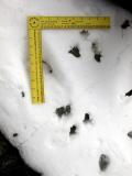 .5.NW29Dec04 mink pt5- 01.jpg